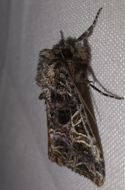Sideridis rivularis - vörhenyes szegfűbagoly