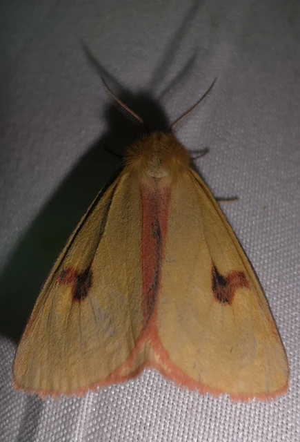 Diacrisia sannio - vörösszélű medvelepke