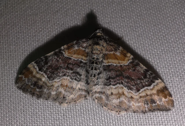 Xanthorhoe spadicearia - sávos tarkaaraszoló