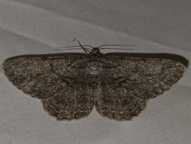 Hypomecis roboraria - nagy tölgyfaaraszoló