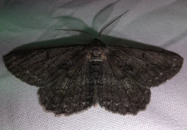 Hypomecis roboraria - nagy tölgyfaaraszoló