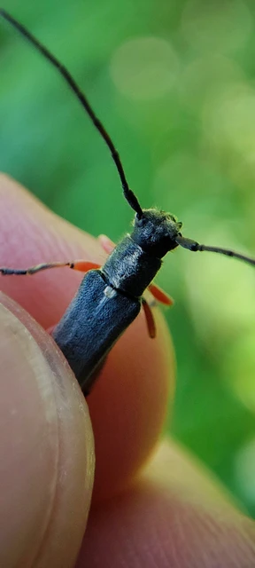 Phytoecia icterica - murokcincér Phytoecia icterica - murokcincér