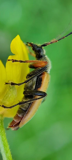 Cortodera flavimana - boglárkacincér