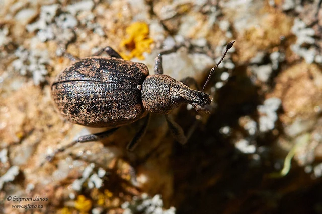 Liophloeus tessulatus - kockás barabolyormányos