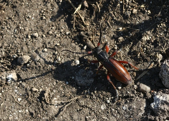 Dorcadion fulvum - barna gyalogcincér