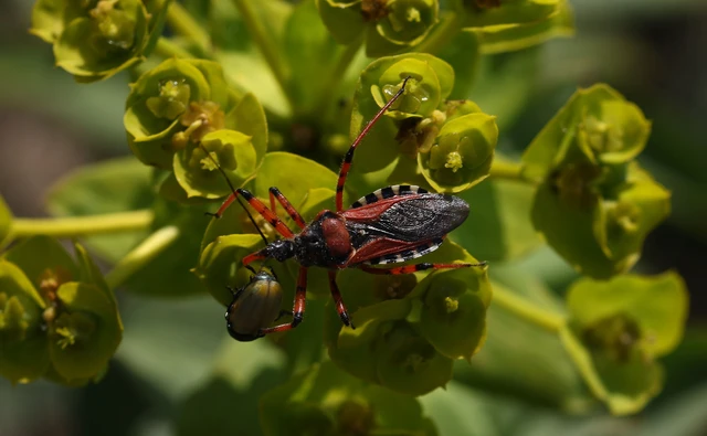 Rhynocoris iracundus - közönséges gyilkospoloska