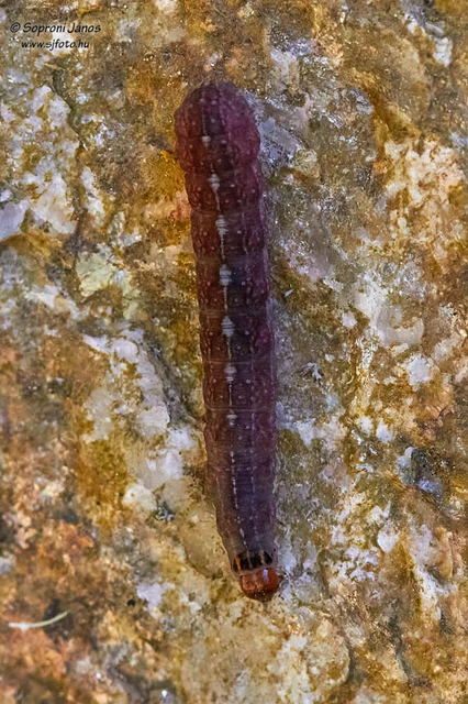 Leptologia macilenta - gyertyán-őszibagoly
