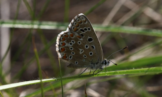 Polyommatus bellargus - égszínű boglárka