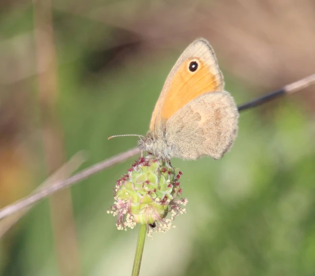 Coenonympha pamphilus - kis szénalepke