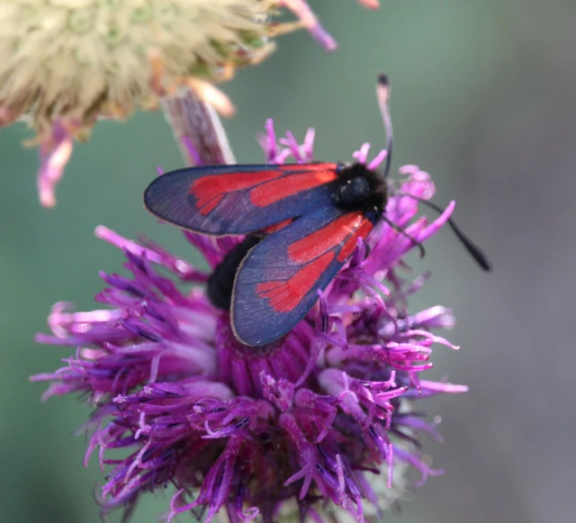 Zygaena minos/purpuralis