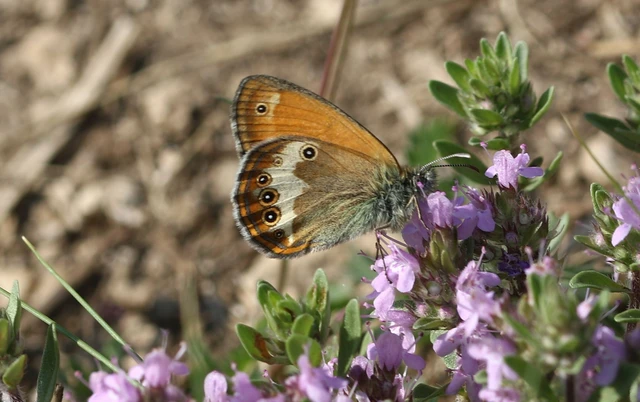 Coenonympha arcania - fehéröves szénalepke