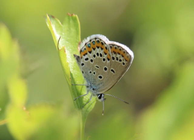 Plebejus argyrognomon - tintakék boglárka