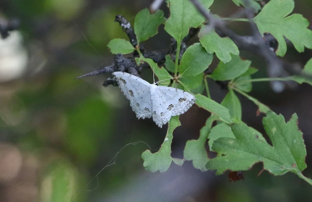Scopula ornata - díszes fehéraraszoló