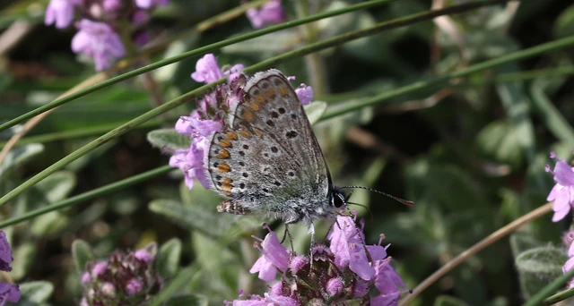 Aricia agestis - szerecsenboglárka