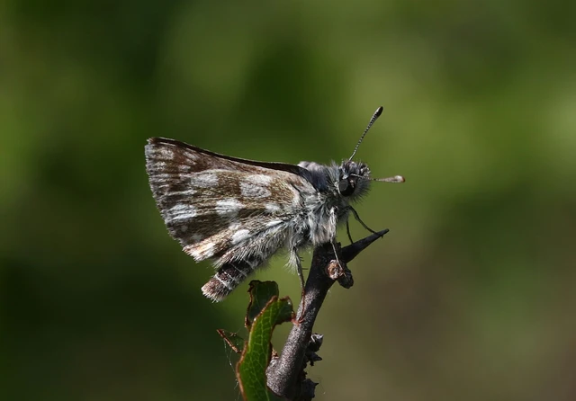 Spialia orbifer - törpe busalepke