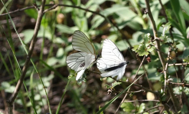 Aporia crataegi - galagonyalepke