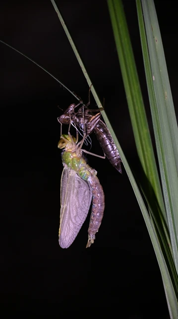 Anax imperator - zöld óriásacsa