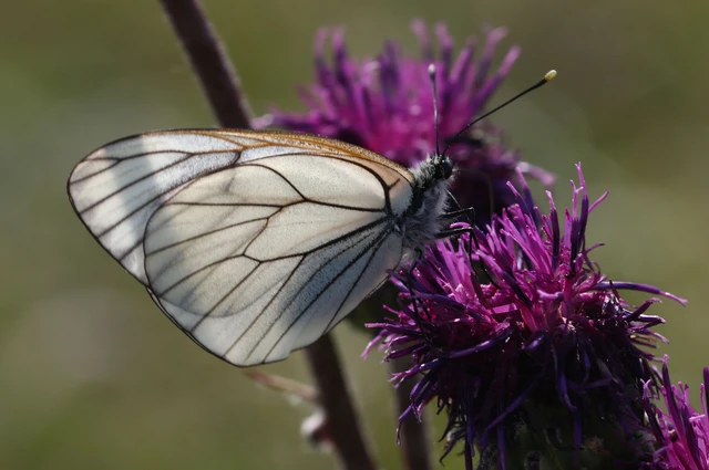 Aporia crataegi - galagonyalepke