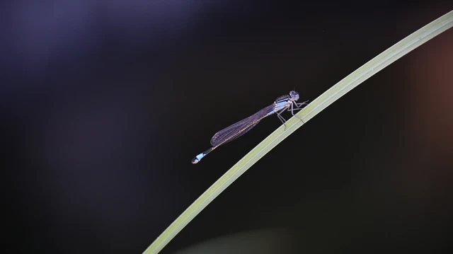 Ischnura elegans pontica - kéköves légivadász