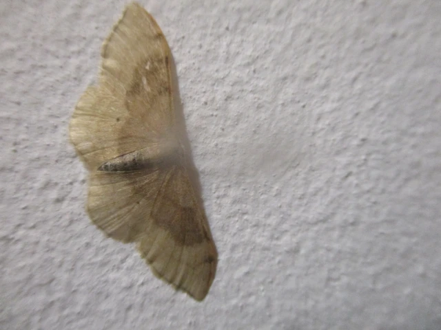 Idaea degeneraria - barnasávos araszoló
