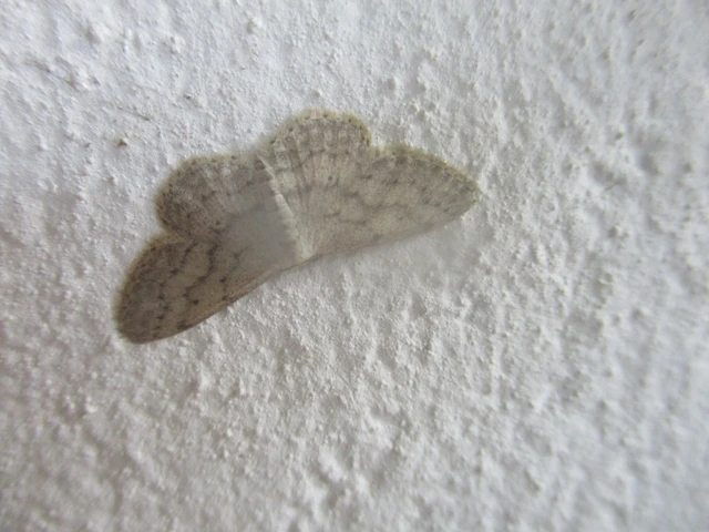 Idaea seriata - szürke apróaraszoló