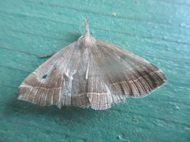 Pechipogo plumigeralis - tollascsápú karcsúbagoly