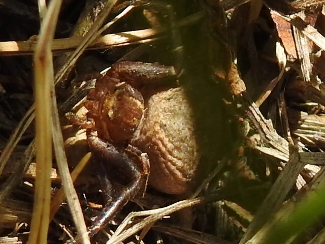 Xysticus