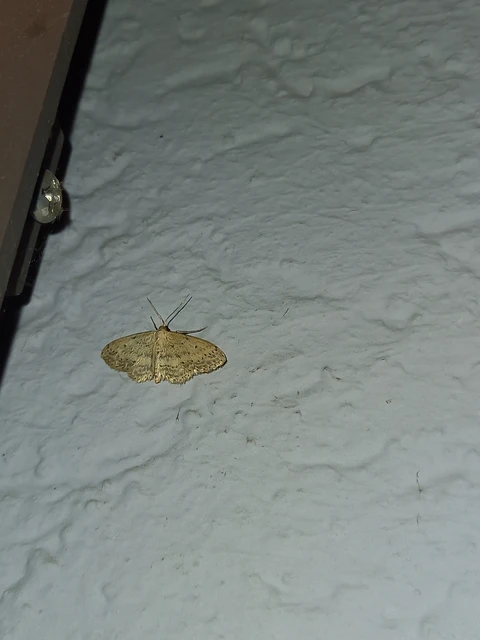 Idaea seriata - szürke apróaraszoló