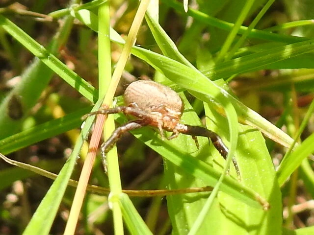Xysticus