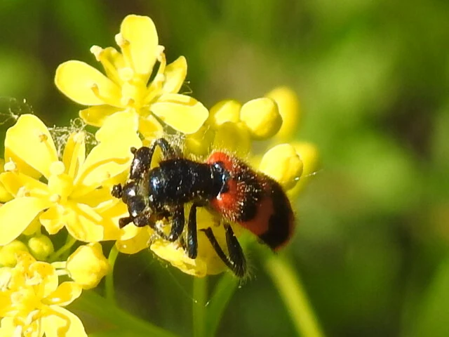 Trichodes apiarius - szalagos méhészbogár