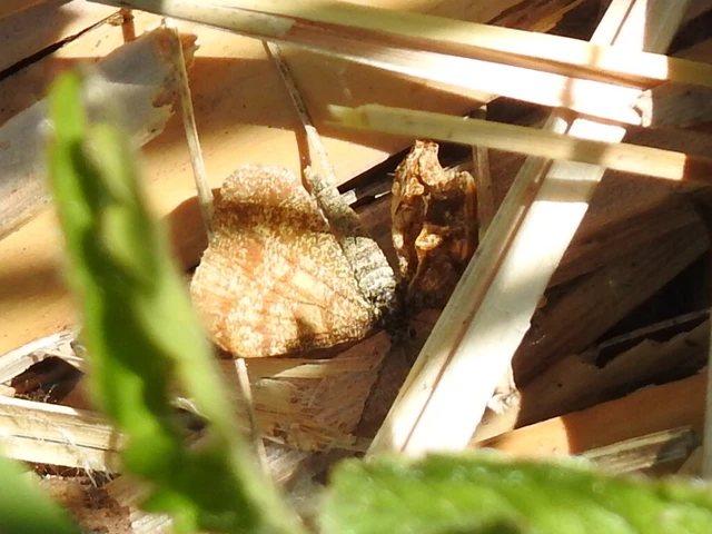 Ematurga atomaria - barna rétiaraszoló