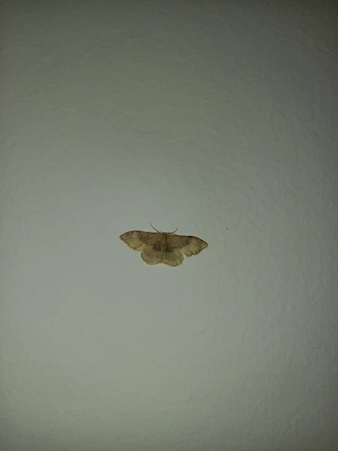 Idaea degeneraria - barnasávos araszoló