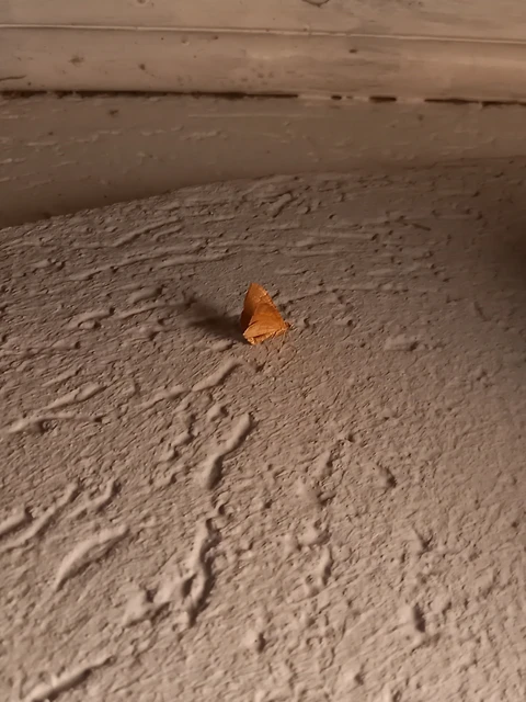Camptogramma bilineata - kétvonalas sávosaraszoló