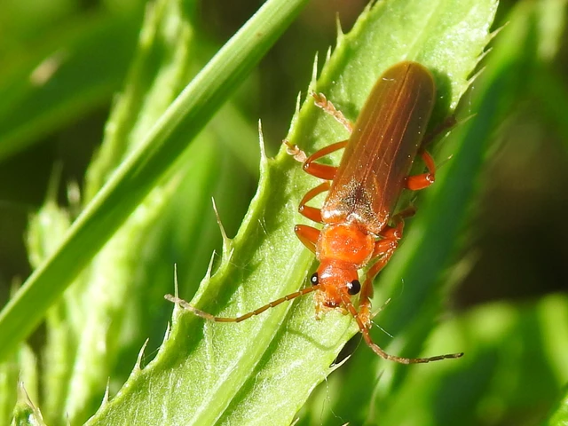 Cantharis rufa - rőt lágybogár