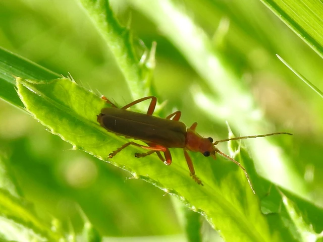 Cantharis rufa - rőt lágybogár