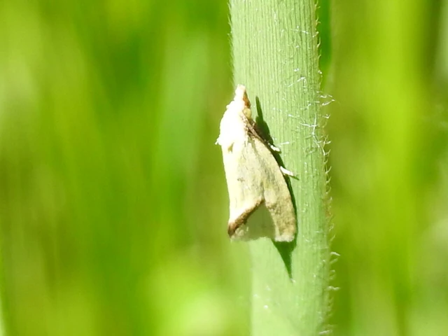Agapeta hamana - közönséges sárgamoly
