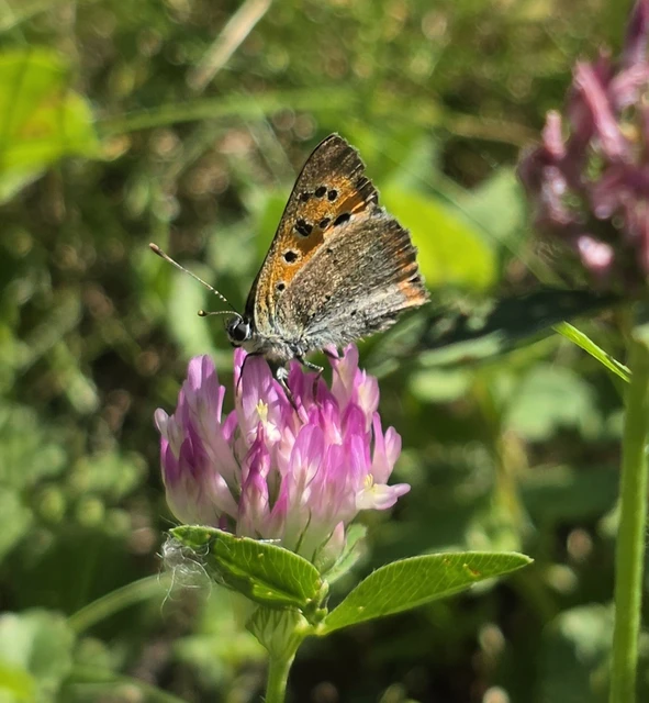 Lycaena phlaeas - közönséges tűzlepke Lycaena phlaeas - közönséges tűzlepke
