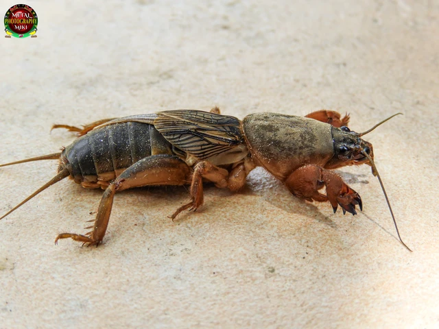 Gryllotalpa