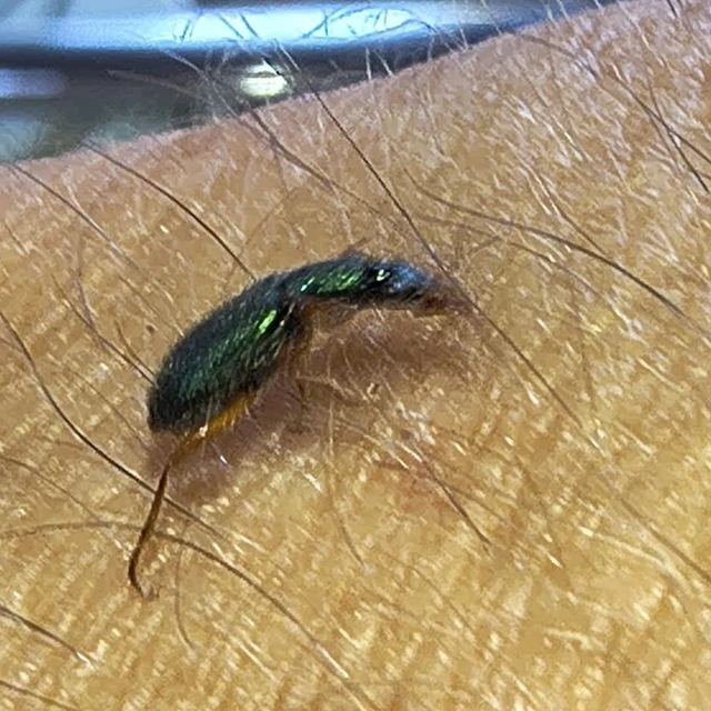 Drypta dentata - atlaszfutó