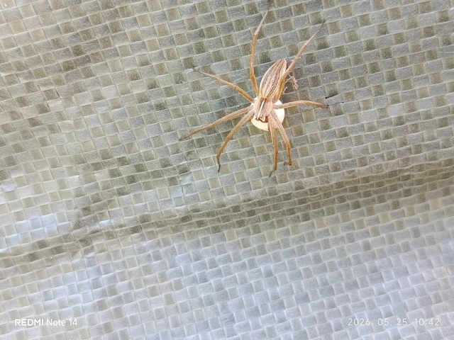 Pisaura mirabilis - csodáspók Pisaura mirabilis - csodáspók