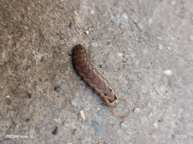Noctua comes - kis sárgafűbagoly