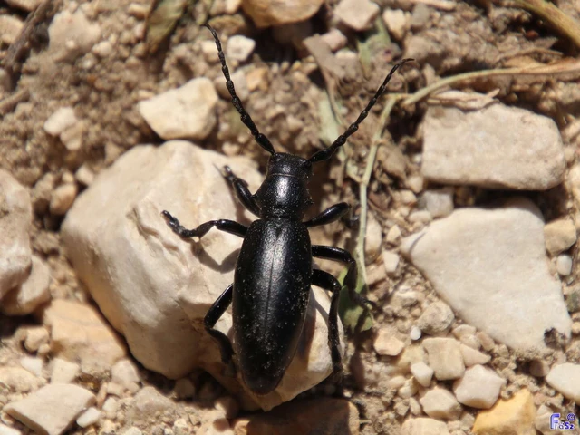 Dorcadion aethiops - fekete gyalogcincér Dorcadion aethiops - fekete gyalogcincér