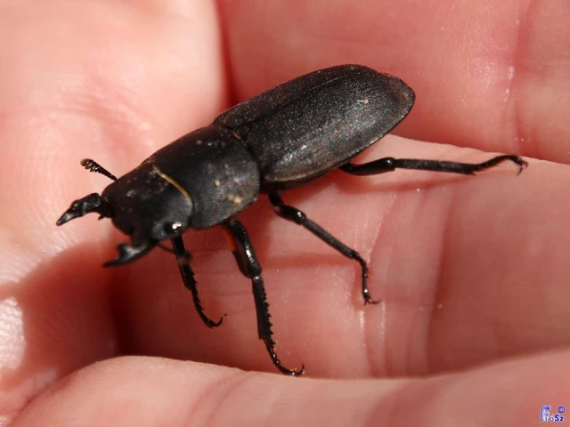 Dorcus parallelipipedus - kis szarvasbogár