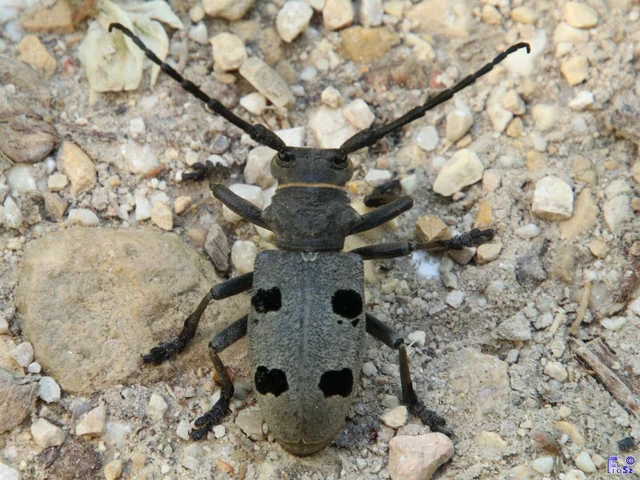 Morimus asper funereus - gyászcincér