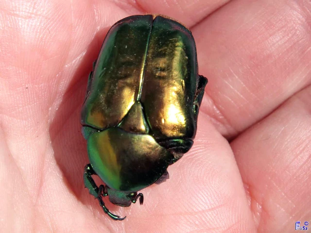 Protaetia speciosissima - pompás virágbogár