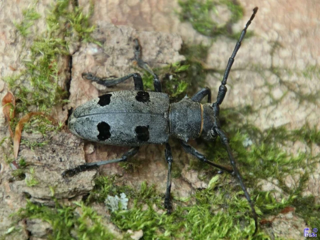 Morimus asper funereus - gyászcincér