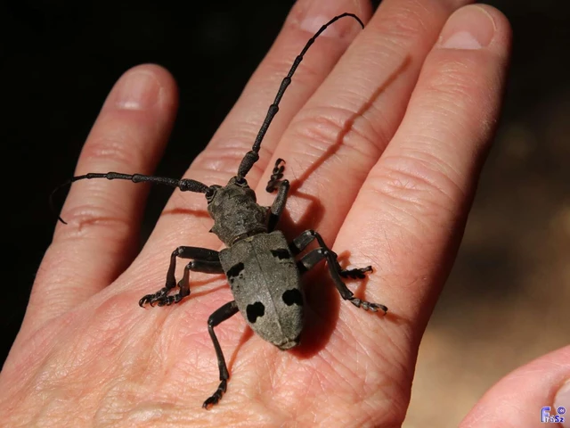 Morimus asper funereus - gyászcincér