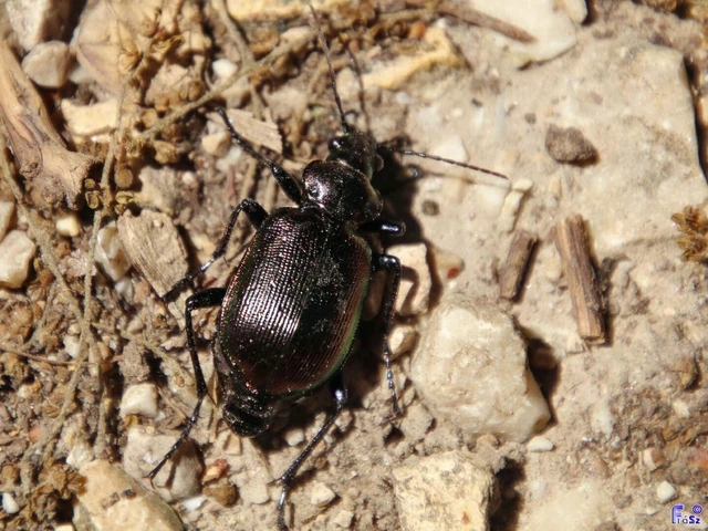 Calosoma inquisitor - kis bábrabló