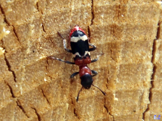 Thanasimus formicarius - vörösnyakú szúfarkas