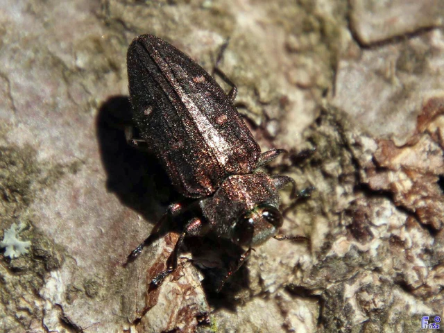 Chrysobothris affinis - aranypettyes díszbogár